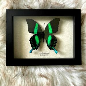 5x7 Framed Exotic Butterfly 🦋